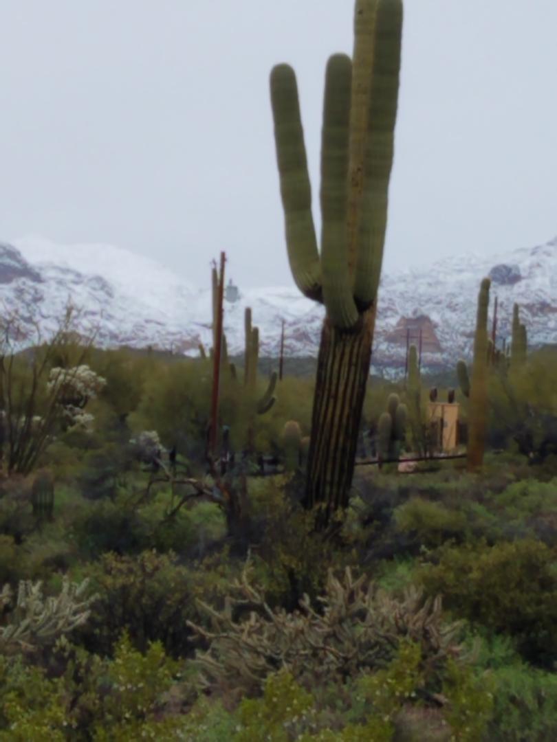 Apache Junction Horse Rescue